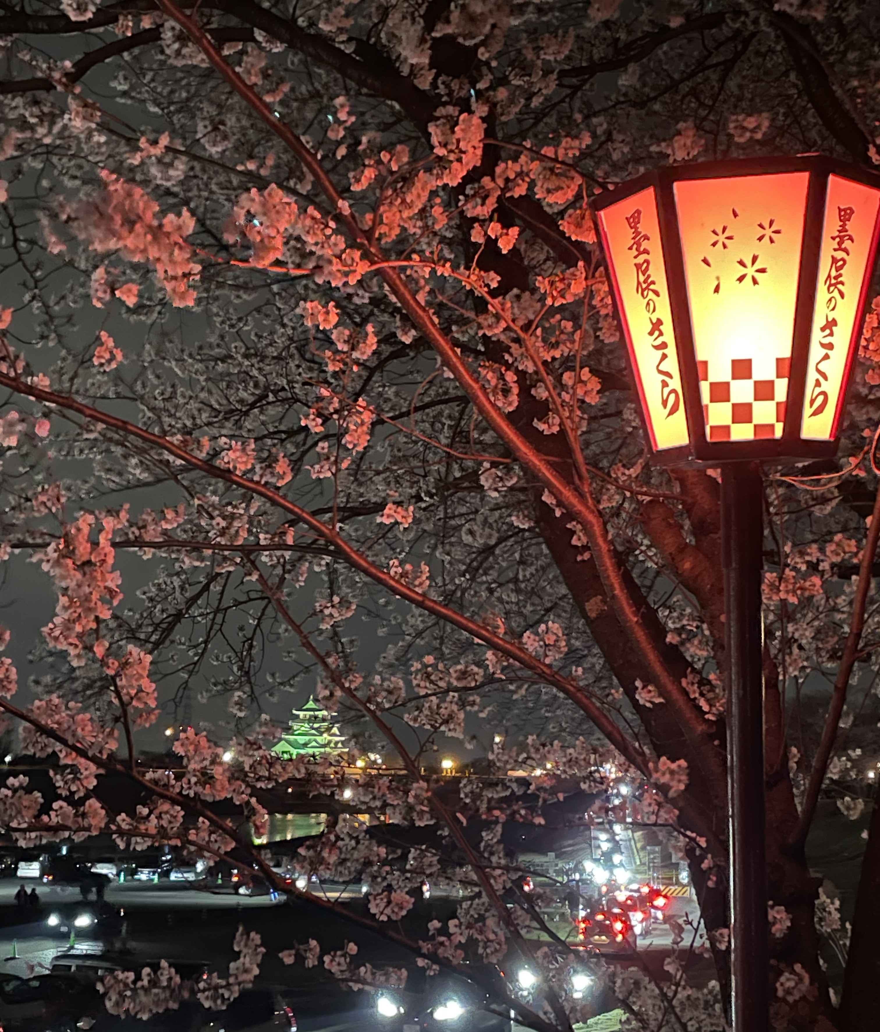 日本が誇る春の情緒